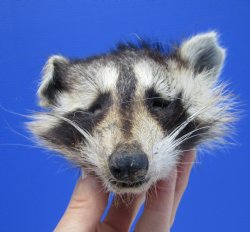 5" by 4" North American Raccoon Head, Preserved, for $59.99 <font color=red> Special $49.99</font>