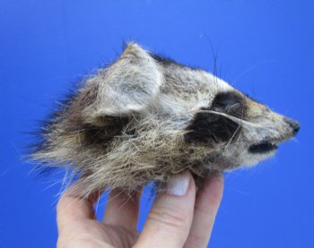 5" by 4" North American Raccoon Head, Preserved, for $59.99 <font color=red> Special $49.99</font>