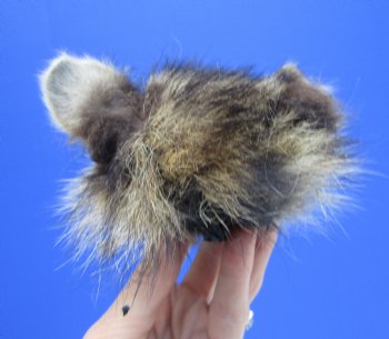 5" by 4" North American Raccoon Head, Preserved, for $59.99 <font color=red> Special $49.99</font>
