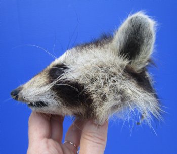 5" by 4" North American Raccoon Head, Preserved, for $59.99 <font color=red> Special $49.99</font>