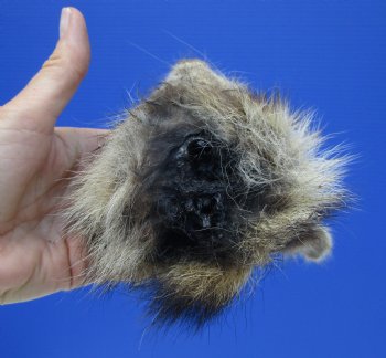5" by 4" North American Raccoon Head, Preserved, for $59.99 <font color=red> Special $49.99</font>