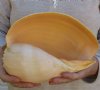 9 inches Beautiful Crowned Baler Melon Shell, melo aethiopica - you are buying this one for $14.99