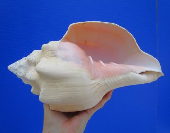 11-7/8 inches Huge West Indian Chank Shell - Buy this one for $54.99