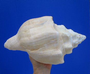 11-7/8 inches Huge West Indian Chank Shell - Buy this one for $54.99