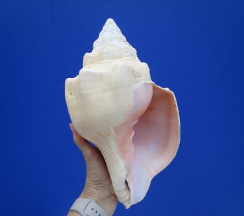 11-7/8 inches Huge West Indian Chank Shell - Buy this one for $54.99