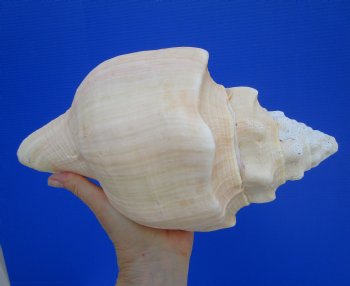 11 inches Huge West Indian Chank Shell - Buy this one for $49.99