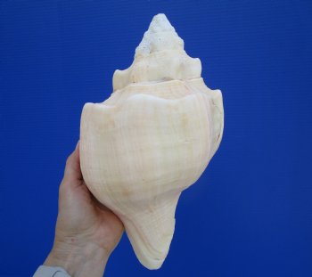 11 inches Huge West Indian Chank Shell - Buy this one for $49.99