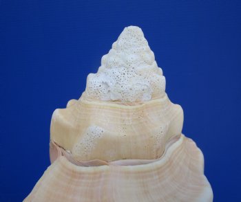 11 inches Huge West Indian Chank Shell - Buy this one for $49.99