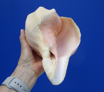 11 inches Huge West Indian Chank Shell - Buy this one for $49.99