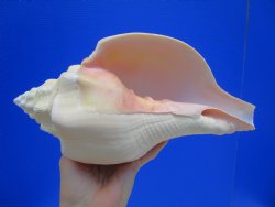11-1/4 inches Huge West Indian Chank Shell - Buy this one for $49.99