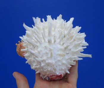 5-1/2 by 5 inches Beautiful Mexican Spondylus Leucacanthus Spiny Oyster Shell for Sale for $26.99