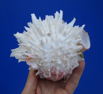 5-1/2 by 5 inches Beautiful Mexican Spondylus Leucacanthus Spiny Oyster Shell for Sale for $26.99
