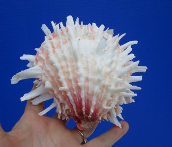 5 by 5-7/8 inches Mexican Spondylus Leucacanthus Spiny Oyster Shell for Sale for $26.99