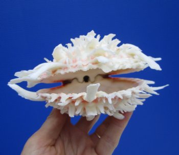 5 by 5-7/8 inches Mexican Spondylus Leucacanthus Spiny Oyster Shell for Sale for $26.99