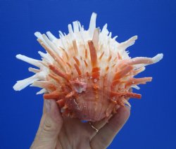 4-1/4 by 6 inches Red and White Mexican Spondylus Leucacanthus Spiny Oyster Shell for Sale for $26.99