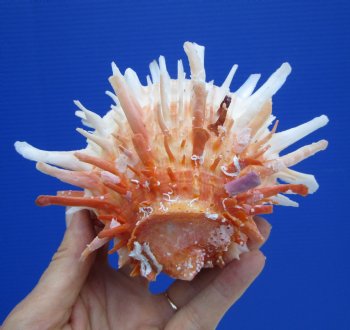 4-1/4 by 6 inches Red and White Mexican Spondylus Leucacanthus Spiny Oyster Shell for Sale for $26.99
