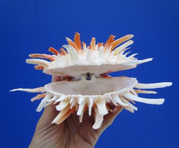 4-1/4 by 6 inches Red and White Mexican Spondylus Leucacanthus Spiny Oyster Shell for Sale for $26.99
