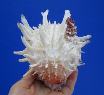 5-1/4 by 5-1/4 inches Mexican Spondylus Leucacanthus Spiny Oyster Shell for Sale for $26.99