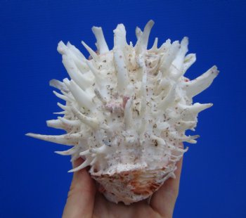 5-1/4 by 5-1/4 inches Mexican Spondylus Leucacanthus Spiny Oyster Shell for Sale for $26.99