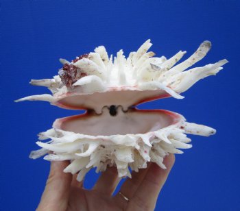 5-1/4 by 5-1/4 inches Mexican Spondylus Leucacanthus Spiny Oyster Shell for Sale for $26.99