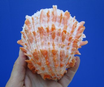 4-1/2 by 4-1/2 inches Red Mexican Spondylus Princeps Spiny Oyster Shell - Buy this one for $29.99