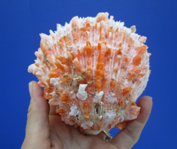 4-1/2 by 4-1/2 inches Red Mexican Spondylus Princeps Spiny Oyster Shell - Buy this one for $29.99
