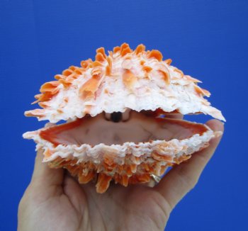 4-1/2 by 4-1/2 inches Red Mexican Spondylus Princeps Spiny Oyster Shell - Buy this one for $29.99