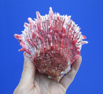5 by 4-3/4 inches Red Mexican Spondylus Princeps Spiny Oyster Shell - Buy this one for $29.99