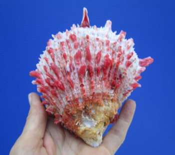 5 by 4-3/4 inches Red Mexican Spondylus Princeps Spiny Oyster Shell - Buy this one for $29.99