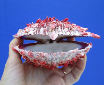 5 by 4-3/4 inches Red Mexican Spondylus Princeps Spiny Oyster Shell - Buy this one for $29.99