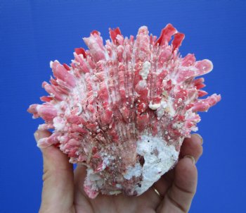 4-1/4 by 4-1/4 inches Red Mexican Spondylus Princeps Spiny Oyster Shell - Buy this one for $29.99