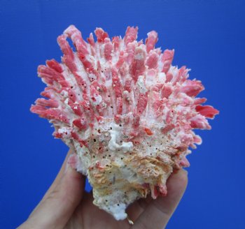 4-1/4 by 4-1/4 inches Red Mexican Spondylus Princeps Spiny Oyster Shell - Buy this one for $29.99