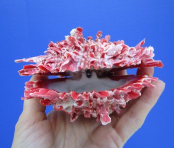 4-1/4 by 4-1/4 inches Red Mexican Spondylus Princeps Spiny Oyster Shell - Buy this one for $29.99