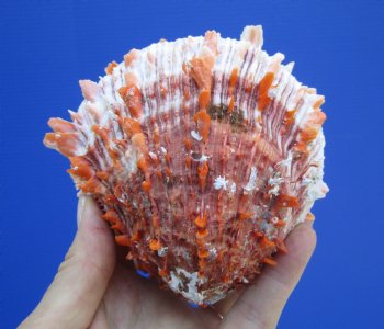 4-1/4 by 4-1/2 inches Red Mexican Spondylus Princeps Spiny Oyster Shell - Buy this one for $29.99