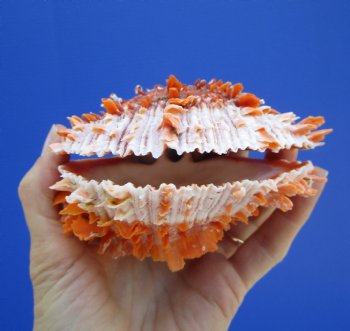 4-1/4 by 4-1/2 inches Red Mexican Spondylus Princeps Spiny Oyster Shell - Buy this one for $29.99