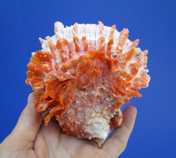 4-1/4 by 4-1/2 inches Red Mexican Spondylus Princeps Spiny Oyster Shell - Buy this one for $29.99