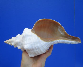 11 inches Horse Conch Shell, Florida's Official State Seashell - Buy this one for $39.99
