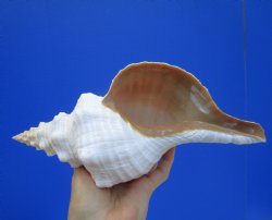 11 inches Horse Conch Shell, Florida's Official State Seashell - Buy this one for $39.99