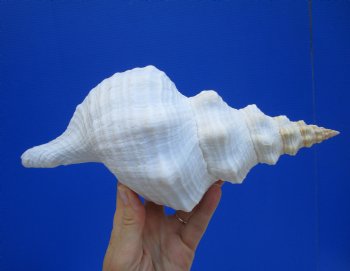11 inches Horse Conch Shell, Florida's Official State Seashell - Buy this one for $39.99