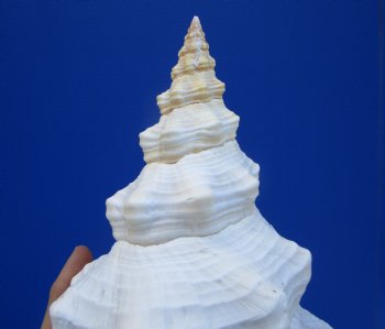 11 inches Horse Conch Shell, Florida's Official State Seashell - Buy this one for $39.99