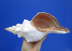 11-1/4 inches Horse Conch Shell, Florida's Official State Seashell - Buy this one for $39.99