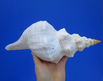 11-1/4 inches Horse Conch Shell, Florida's Official State Seashell - Buy this one for $39.99