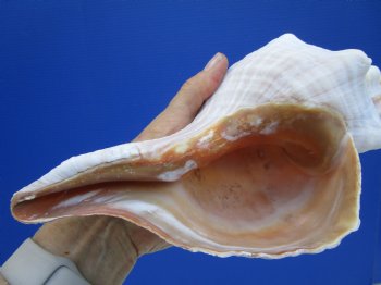 11-1/4 inches Horse Conch Shell, Florida's Official State Seashell - Buy this one for $39.99