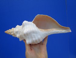 11-1/4 inches Horse Conch Shell, Florida's Official State Seashell - Buy this one for $39.99