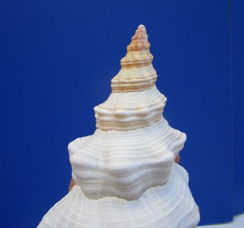 11-1/4 inches Horse Conch Shell, Florida's Official State Seashell - Buy this one for $39.99
