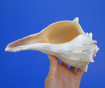 8-3/4 inches Left Handed Whelk Shell, Lightning Whelk - Buy this one for $19.99