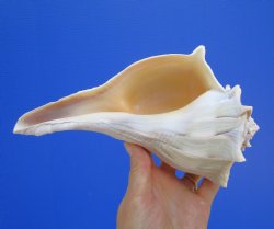 8-3/4 inches Left Handed Whelk Shell, Lightning Whelk - Buy this one for $19.99