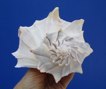 8-3/4 inches Left Handed Whelk Shell, Lightning Whelk - Buy this one for $19.99