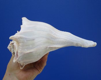 8-3/4 inches Left Handed Whelk Shell, Lightning Whelk - Buy this one for $19.99