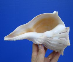8 inches Large Left Handed Whelk Shell, Lightning Whelk - Buy this one for $19.99